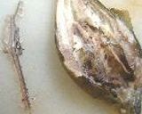鮎飯作り方15写真