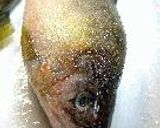 鮎飯作り方3写真