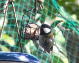 バードケーキdeクッキー作り方8写真