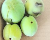青梅の追熟作り方4写真