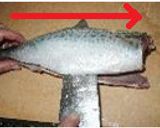 魚の3枚おろし作り方6写真