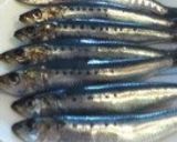 イワシ オーブン焼き作り方1写真