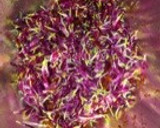 食用菊(かきのもと)のおひたし作り方3写真