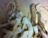 いか下足の塩唐揚げ作り方1写真