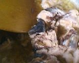 葉唐辛子さば味噌作り方4写真