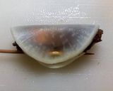 生姜ポン酢で　もずく大根巻き串天　作り方2写真