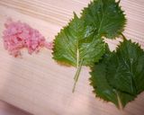 水田スパロウの海鮮丼♪ＢＡＲＡＴＩＥ風作り方12写真