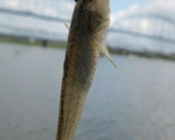 ハゼのデカデカかき揚げ冷やしうどん作り方1写真