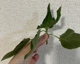 迷ったらまずはコレ♪👉モロヘイヤのお浸し作り方5写真