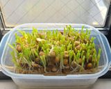 【超簡単】豆苗の和風ナムル作り方5写真