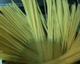 ナスとベーコンのトマトスパゲティー作り方1写真