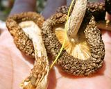 ごはんですよ~♪海苔の佃煮!作り方11写真