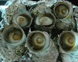 姫さざえの壺焼き作り方2写真