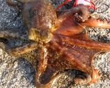 タコの辛子酢味噌♪(タコのさばき方)作り方1写真