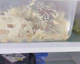 カフェ風れんこんツナ粒マスタードサラダ作り方6写真