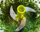 大葉香る*豚ロースのポン酢バターソテー作り方3写真