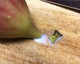 保存版✅いちじくが腐るサイン・熟れ具合の見分け方作り方10写真