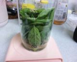 これもあり！？食べるバジル油作り方4写真