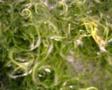 おかひじきの梅おかか和え作り方1写真