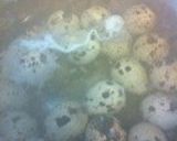 半熟うずら卵の甘味噌漬け(´Д` )作り方1写真