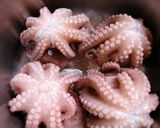 タコとウズラ卵の合体☆煮もの作り方2写真