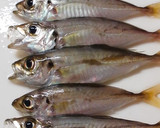 骨ごと食べられる　豆アジの天ぷら作り方1写真