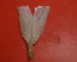 ~キスのさばき方~**キスの天ぷら~**作り方22写真