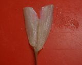 ~キスのさばき方~**キスの天ぷら~**作り方25写真
