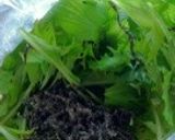 水菜の塩昆布モミモミサラダ(´Д` )作り方2写真