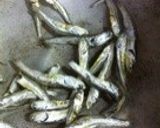 田舎風関西味・高野豆腐とシラタキの煮しめ作り方3写真
