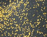 烏賊と茄子のぬた作り方13写真