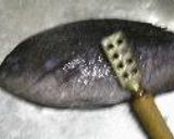 グレの刺身・霜降り・アラ汁・皮の湯引き作り方1写真