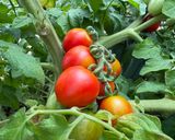 ボルゲーゼ🍅の自家製セミドライトマト作り方18写真