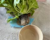 リボベジ 根付きレタスを育てて収穫しよう作り方1写真