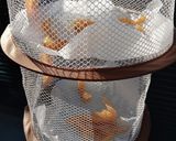 スーパーの焼き芋で干し芋作り方4写真