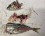 鯵ムニエル作り方1写真