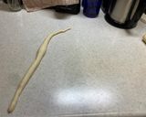 自家製酵母のパン：あげパン作り方16写真