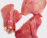 元ハンバーグ職人!鶏レバーの麻辣甘辛煮!作り方7写真