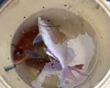 釣って来た花鯛の土鍋ご飯作り方1写真