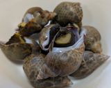 バイ貝の塩茹で〜コリコリ感がたまらん♡作り方3写真