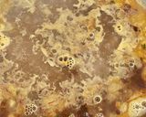 本格魚介パエリア　フライパン28㎝作り方10写真