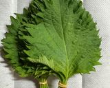 大葉 簡単長持ち保存!作り方1写真