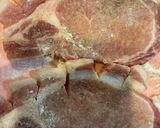 我が家で大人気のトンテキ作り方3写真