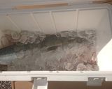 家族の釣果☆ハマチのお刺身の冷凍作り方6写真