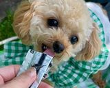 愛犬喜ぶ！うまみペーストのひんやりアイス作り方5写真