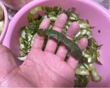簡単❣️自家製ポン酢❗️しかも腐らない【四毒抜き】作り方1写真