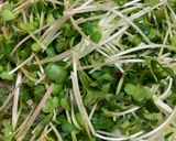 夏バテ解消‼️カツオのタタキの乗っけ盛り(高知風)作り方15写真