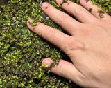 大量のシソの実、甘味噌炒め作り方2写真