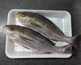 能登魚!シンプルに食す♡いさきの塩焼き作り方1写真