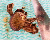 栗の下処理　このまま食べられる♪作り方6写真